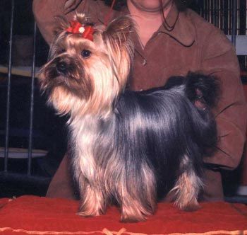 Steevy wonder de L'Elpazeor