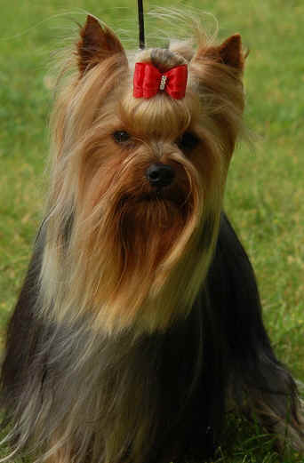 CH. Apache de L'Elpazeor